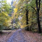 Auch bei trübem Wetter erfreuen einen die bunter Blätter