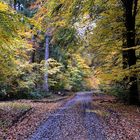 Auch bei trübem Wetter sind die bunten Blätter schön