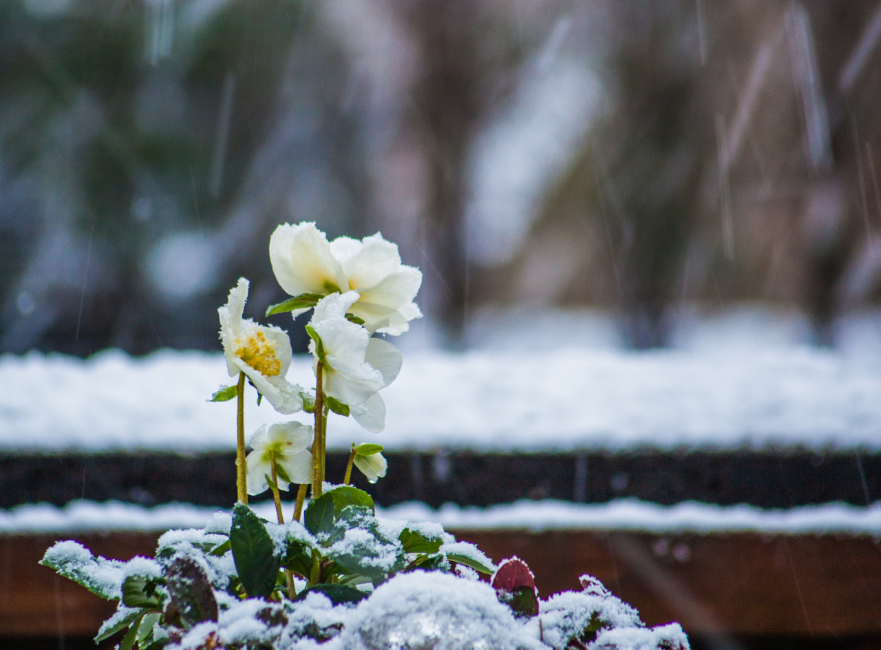 ...auch bei uns fällt endlich Schnee