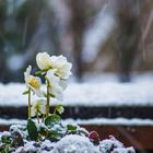 ...auch bei uns fällt endlich Schnee