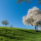 Auch bei uns ist der Frühling in vollen Gang