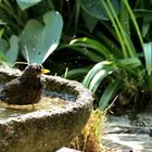 Auch beim Baden auf der Hut sein.