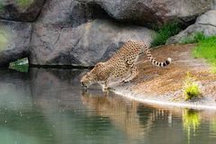 Auch beim Trinken immer wachsam