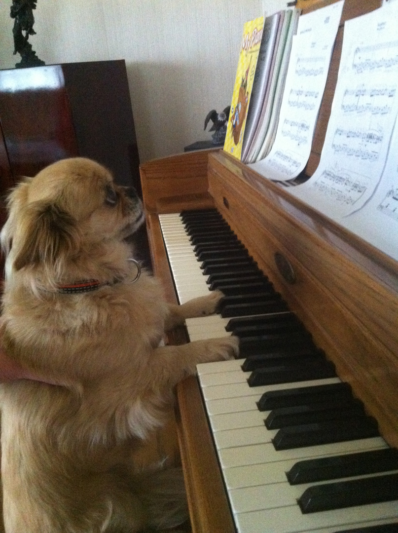 Auch Bella möchte mal Klavier spielen