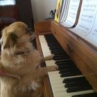 Auch Bella möchte mal Klavier spielen