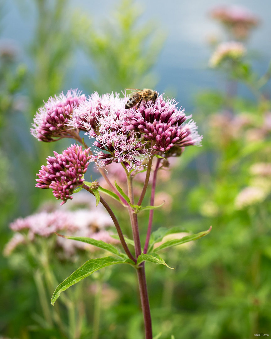 Auch Bienen ...