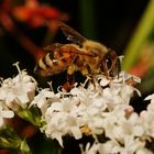 Auch Bienen "fliegen" auf Baldrian,...