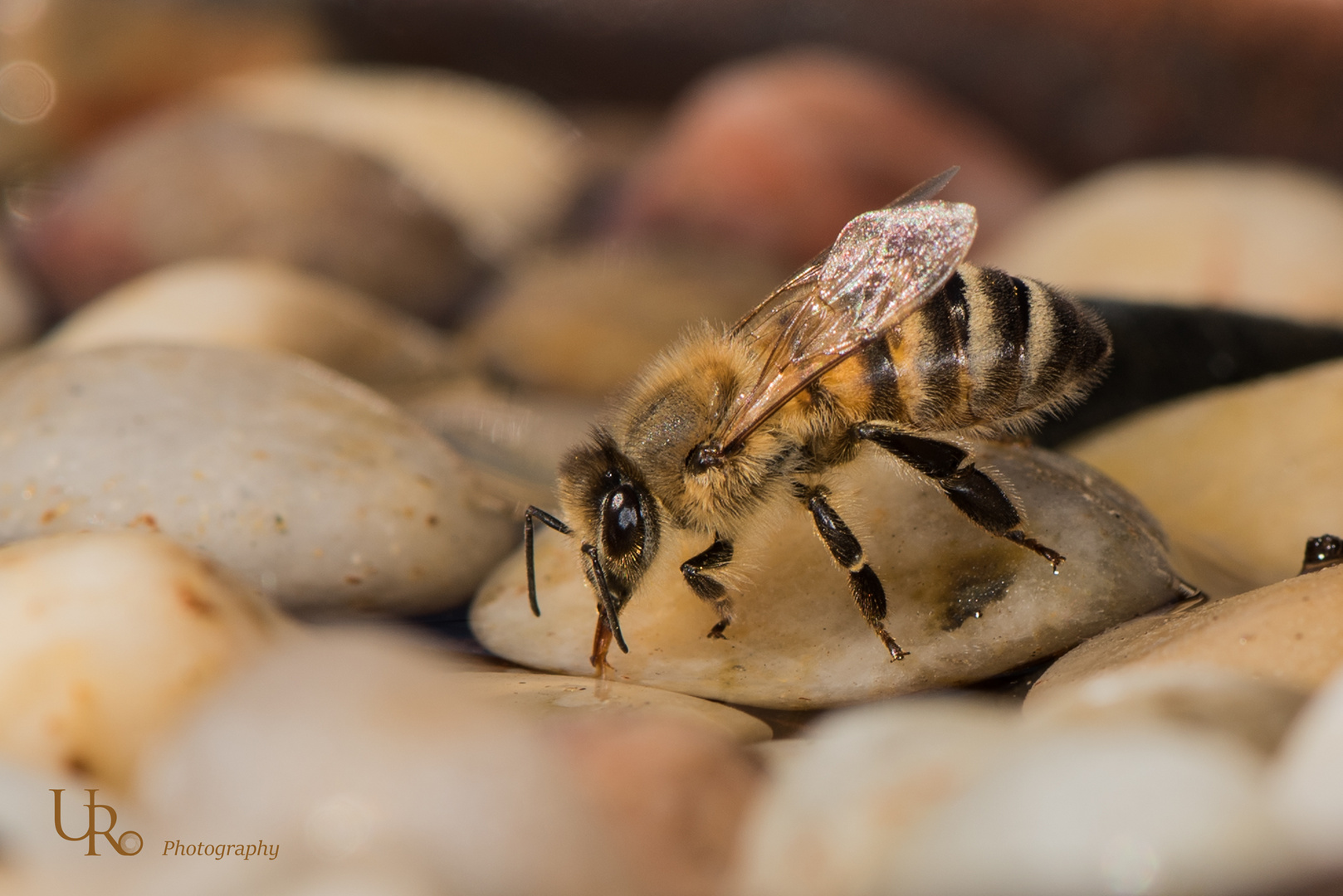 auch Bienen haben Durst