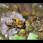 Auch Bienen haben Durst....