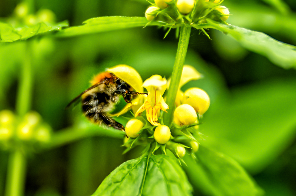 Auch Bienen haben einen Bauarbeiterhelm