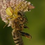 Auch Bienen leben gefährlich