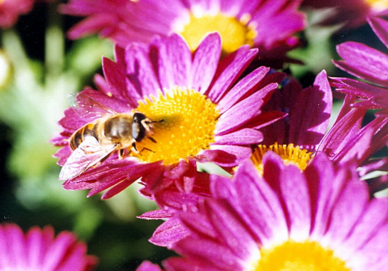 Auch Bienen lieben den Frühling