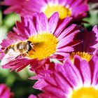 Auch Bienen lieben den Frühling