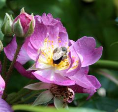 auch Bienen lieben Rosen