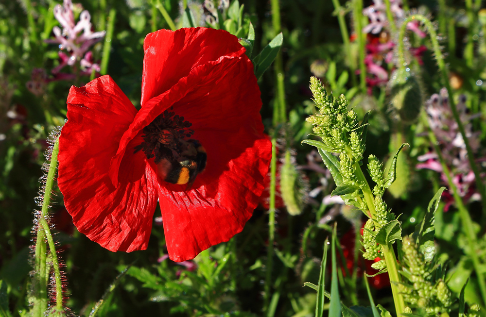 auch Bienen mögen Mohn