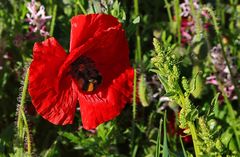 auch Bienen mögen Mohn