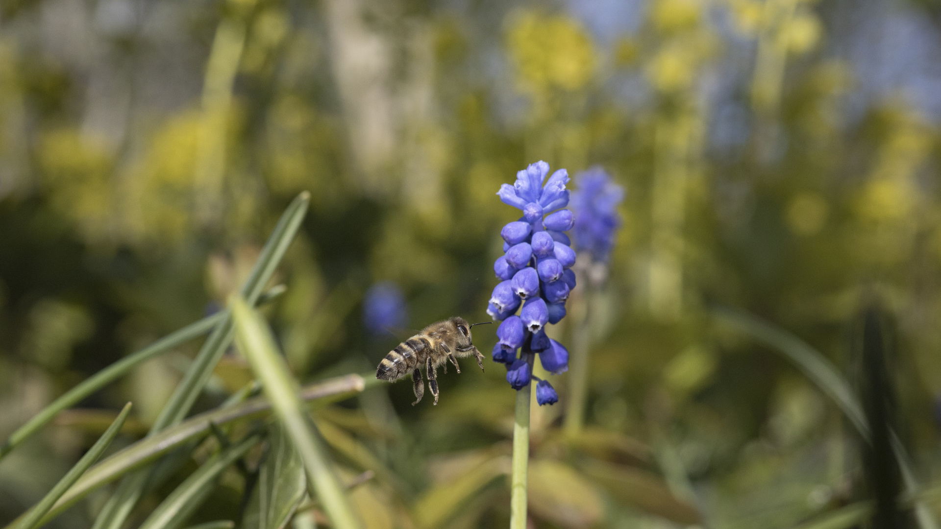 Auch Bienen mögen Traubenhyazinthen