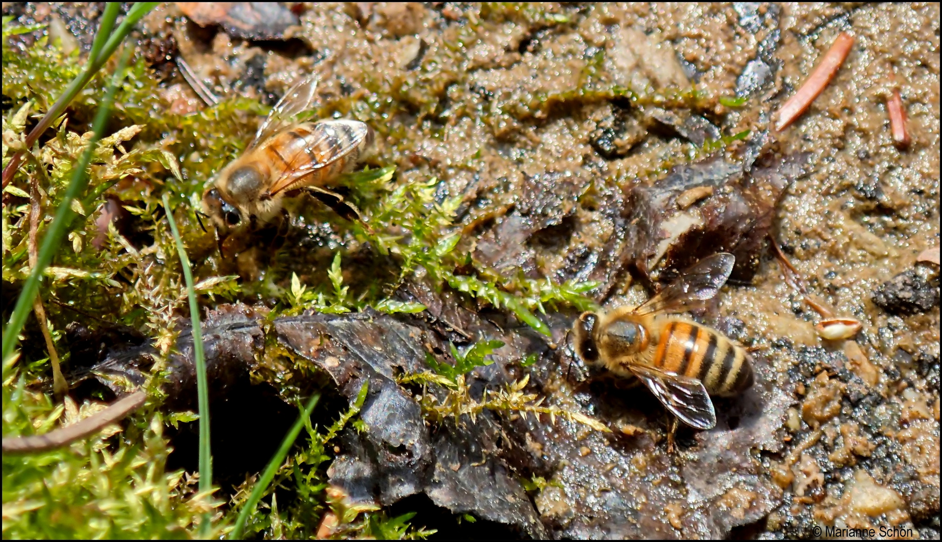 Auch Bienen mögen Wasser...