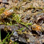 Auch Bienen mögen Wasser...