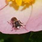 Auch Bienen tragen Masken 