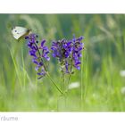 Auch Blümchen und Schmetterlinge...