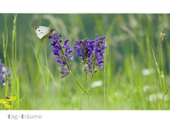 Auch Blümchen und Schmetterlinge...