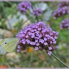 Auch Blüten und Falter