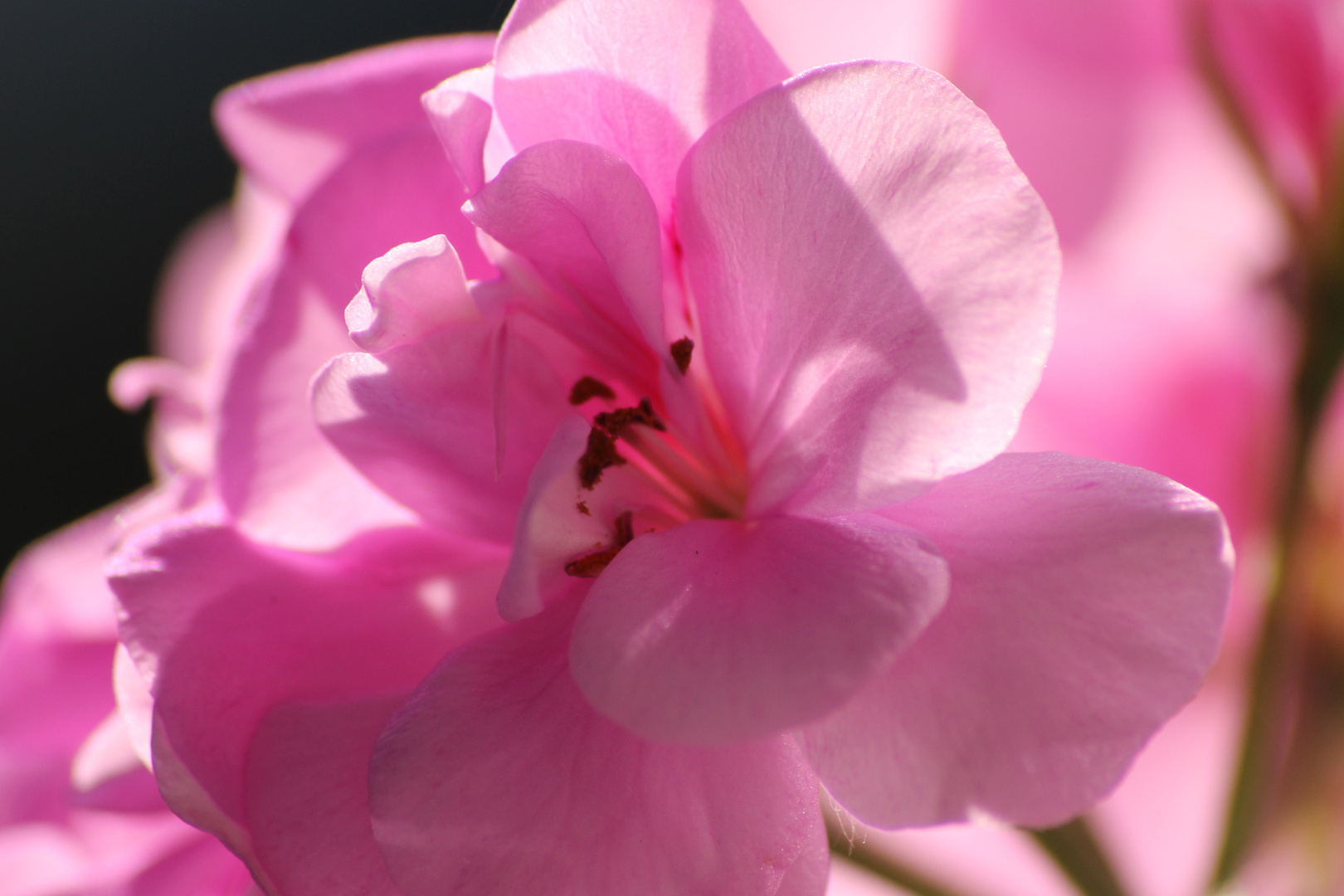 Auch Blumen geniessen die Sonne.