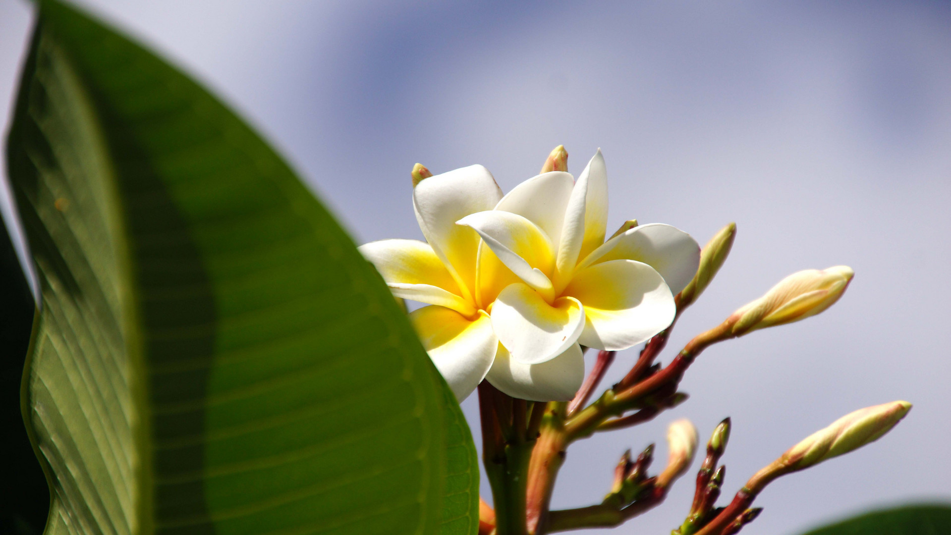 Auch Blumen gibt´s auf La Reunion.