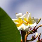 Auch Blumen gibt´s auf La Reunion.