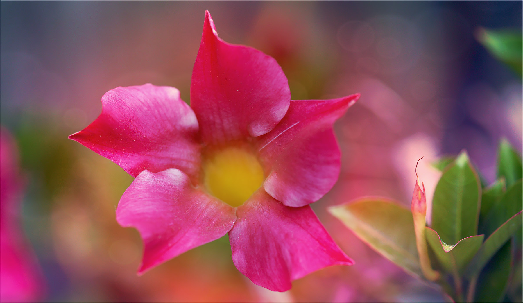 auch blumen haben innere werte, wenn man die bloß sehen möchte ...