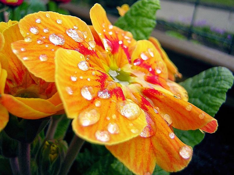 Auch Blumen können weinen