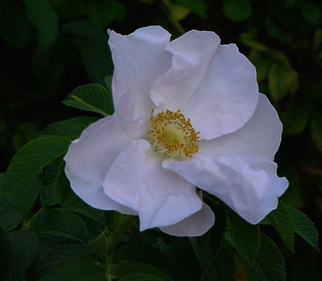 Auch Blumen kriegen Falten