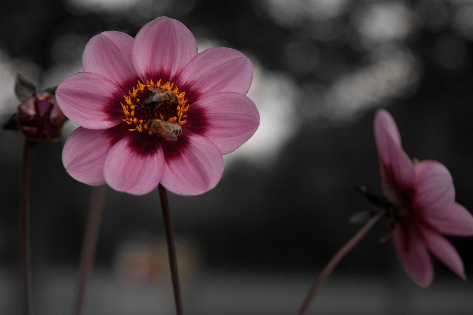 auch Blumen wollen nur "Das Eine"