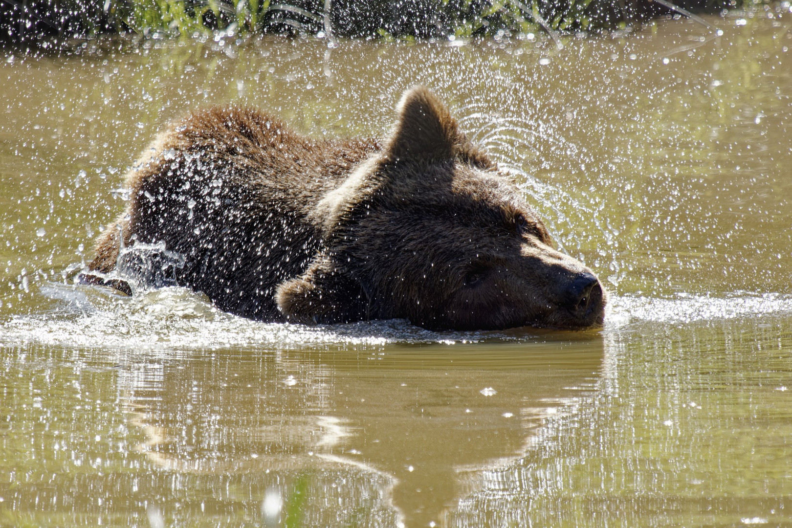 Auch Braunbären brauchen eine Abkühlung