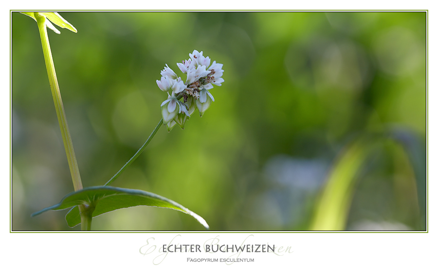 Auch Buchweizen ...