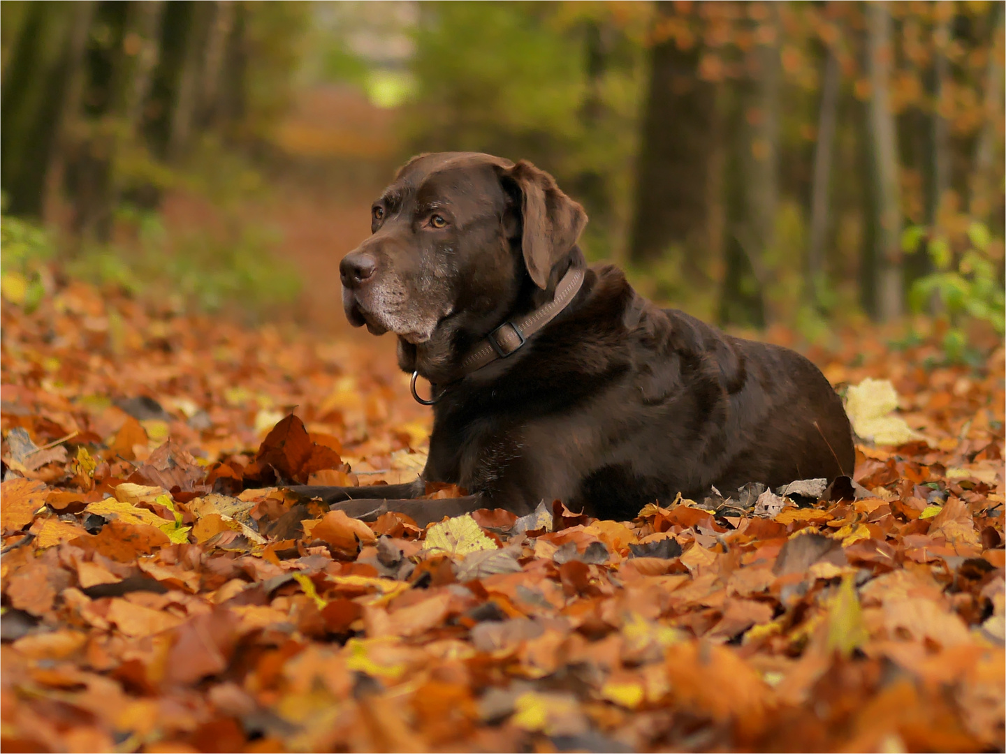 Auch Charly genießt den Herbst