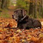 Auch Charly genießt den Herbst