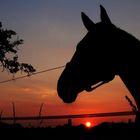 Auch "Colorado Man" liebt Sonnenuntergänge