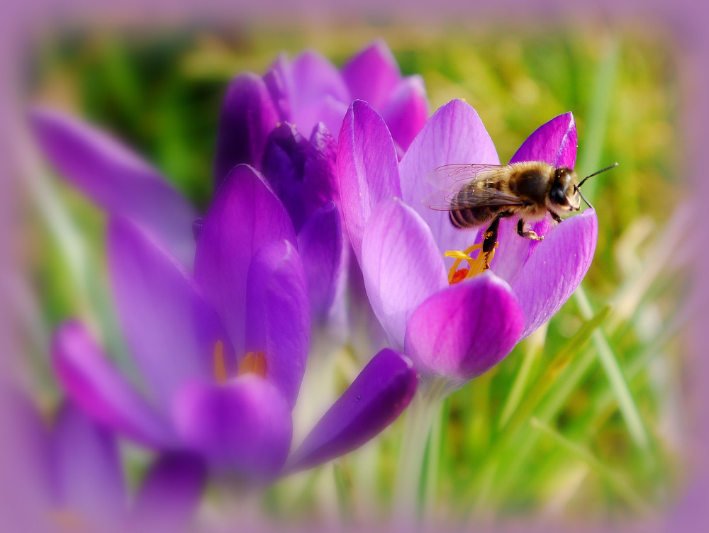 Auch das Bienchen freut sich!