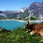 Auch das Braunvieh freut sich auf wärmere Zeiten.