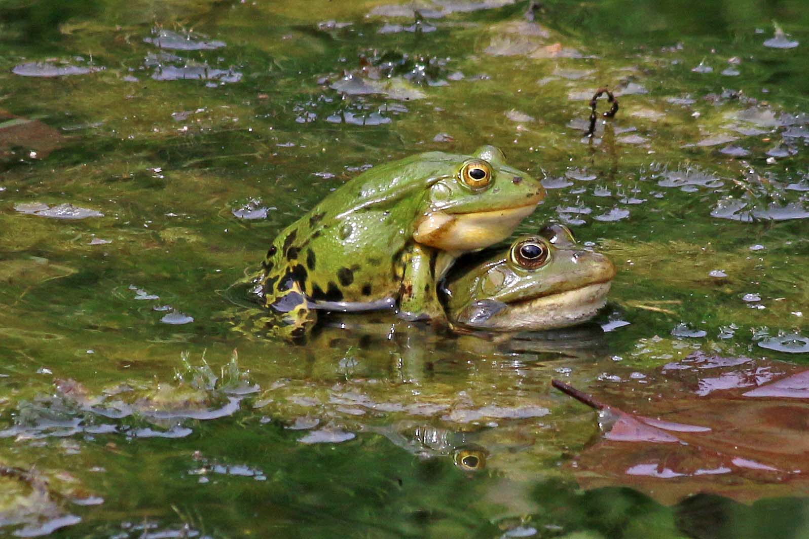 auch das gehört zum Froschleben