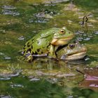 auch das gehört zum Froschleben