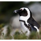 Auch das gibt es in Südafrika - Brillenpinguine