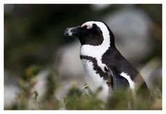 Auch das gibt es in Südafrika - Brillenpinguine