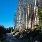 Auch das ist der Nationalpark Harz