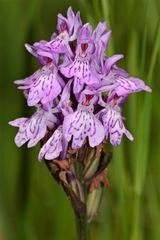 Auch das ist ein Fuchs'sches Knabenkraut (Dactylorhiza fuchsii).