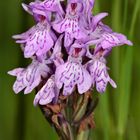 Auch das ist ein Fuchs'sches Knabenkraut (Dactylorhiza fuchsii).