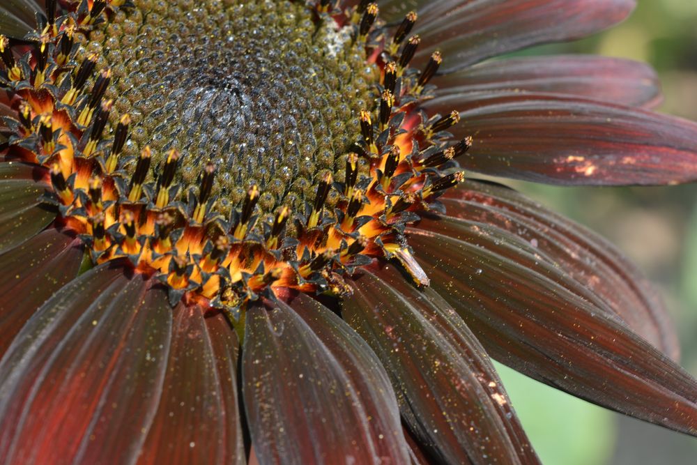 Auch das ist eine Sonnenblume Foto & Bild | pflanzen, pilze & flechten