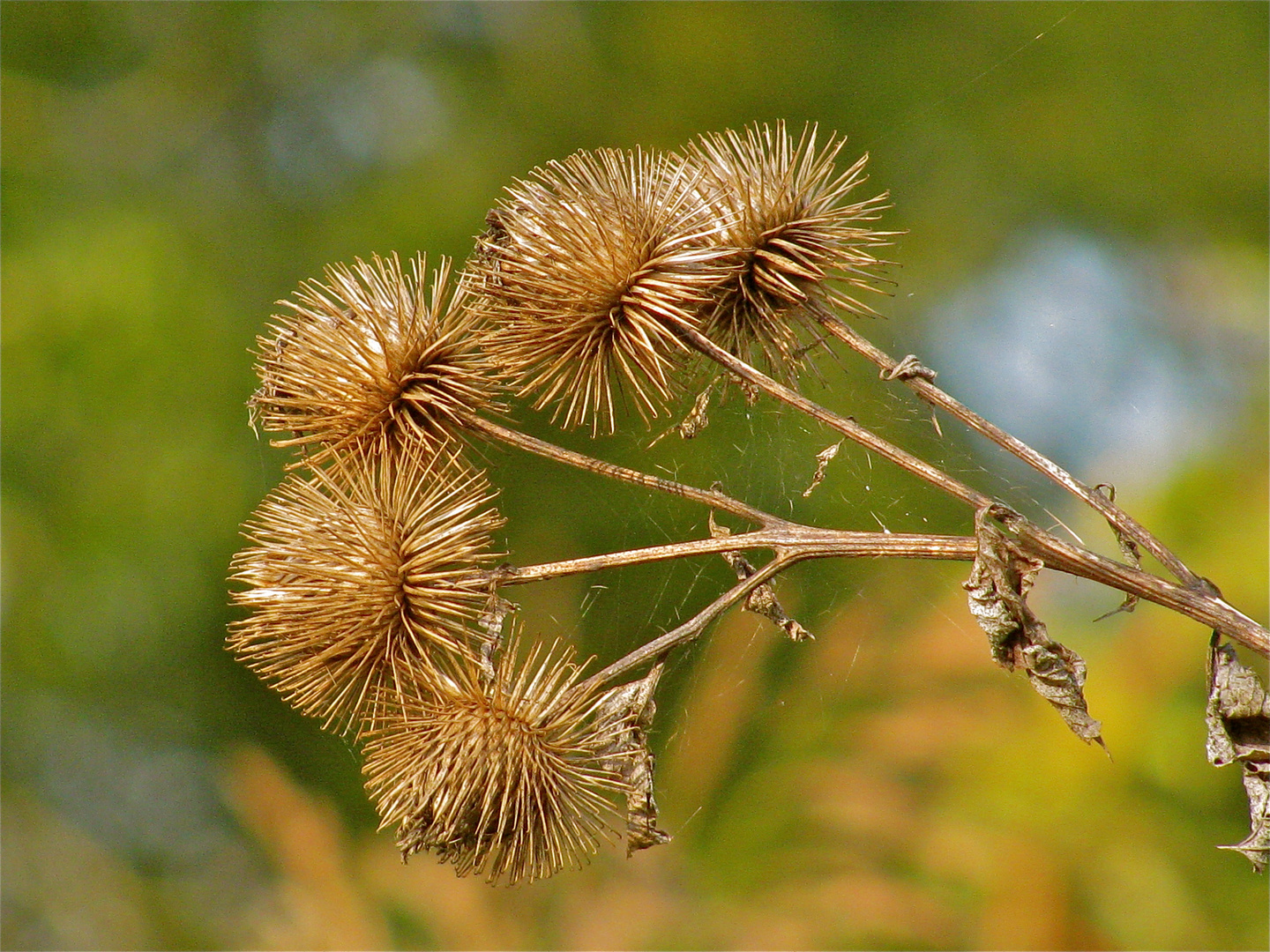 ..AUCH DAS IST HERBST !!..